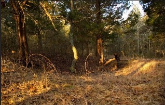 Bodine's Tavern Remains